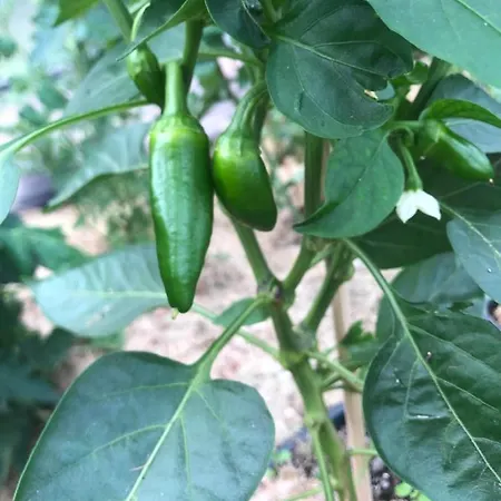 Apartman Lindegaardapartment - Woods And Sea Hejls