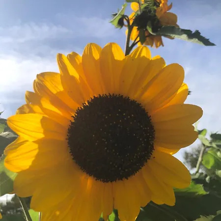 Lindegaardapartment - Woods And Sea