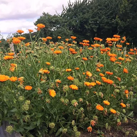 Lindegaardapartment - Woods And Sea Apartman