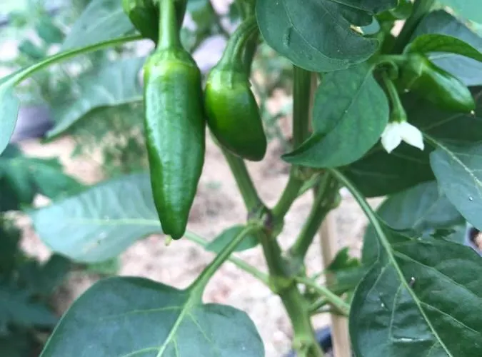 公寓 Lindegaardapartment - Woods And Sea Hejls
